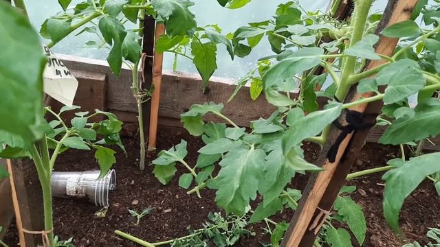 Томат Медовые купола F1 на 18.07.20. Чудесный гибрид, очень мне нравится. смотреть онлайн