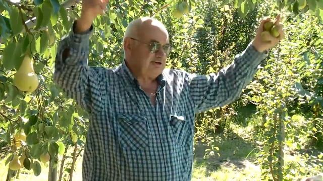 Груши в саду у Железова. смотреть онлайн