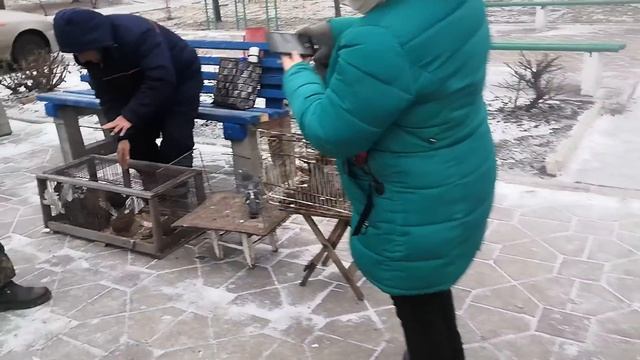 Ярмарка голубей г.Шахтёрск 14.01.23 2 часть.Юные голубеводы в наших рядах! смотреть онлайн