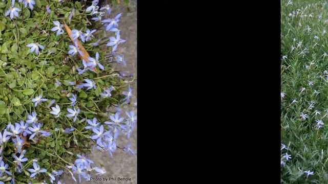 ЛАУРЕНТИЯ (LAURENTIA) сем. Колокольчиковые смотреть онлайн