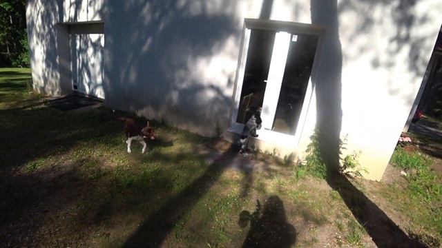 Как проходит наша утро с 5 собаками, в такую жару ☀️ смотреть онлайн