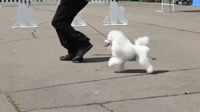 Миниатюрный пудель Улар из белой Стаи: путь к звездам смотреть онлайн