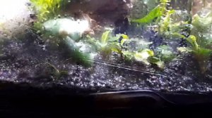 Сухой старт или секрет выращивания буцефаландры. Скажи нет водорослям!