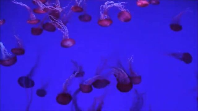Римский Корсаков Пляска золотых рыбок смотреть онлайн