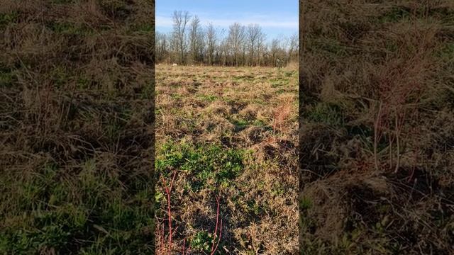 Поле голубики 2020 года посадки. Вышел декабрьским утром погонять зайцев ) смотреть онлайн