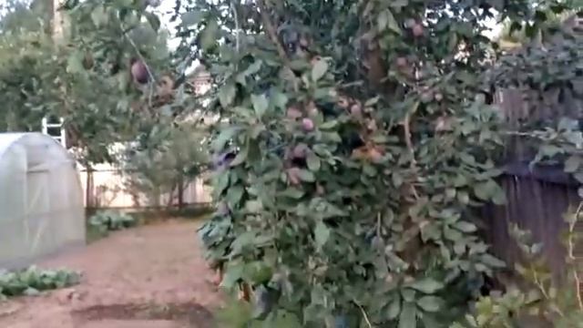 Свекла не выросла/ Обзор по огороду