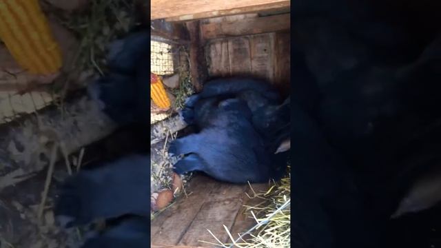 Подсадка венских кроликов, парочка кроликов ждут крольчат | кролики Арболитич смотреть онлайн