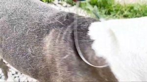 Самая эффективная расческа для собак | скребница, щетка, расческа для животных