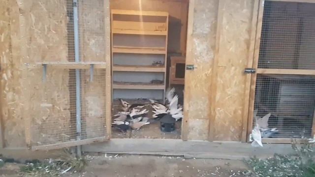 Голуби,вечернее кормление смотреть онлайн