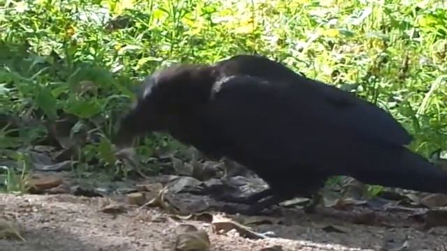 Огромный ворон? смотреть онлайн