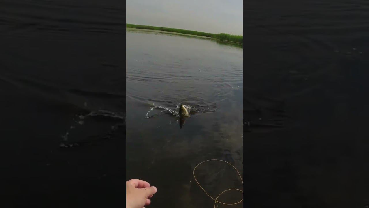 #нахлыст #flyfishing | Красноперка в траве | смотреть онлайн