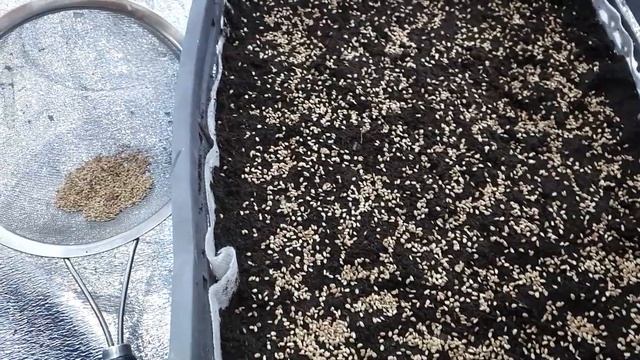 Садим семена ежевики Фридом для эксперементов. смотреть онлайн