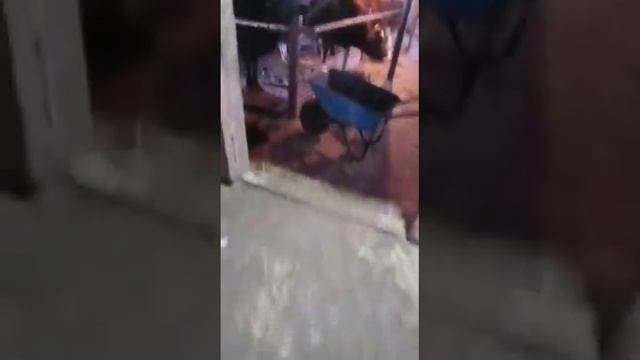 В Актюбинской области заболел скот. Хозяева подозревают ящур смотреть онлайн