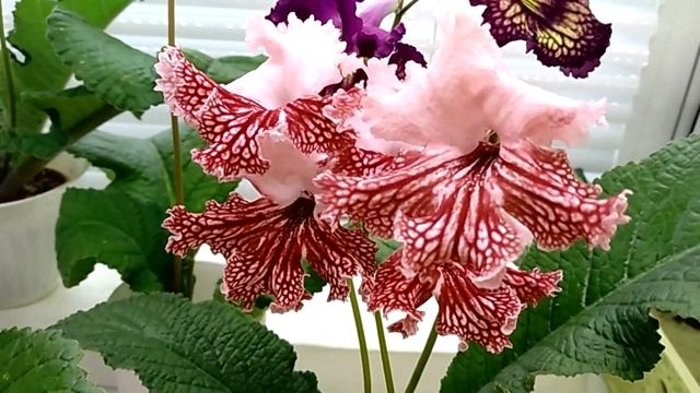 КРАСИВЫЕ ЦВЕТЫ. Стрептокарпусы смотреть онлайн