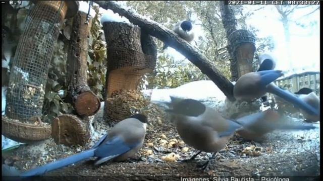 #Кормушки#Зима#Забота#