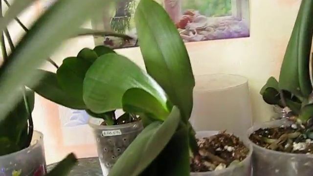 Развитие орхидей в керамзите смотреть онлайн