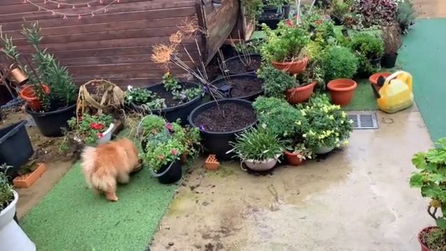 У нас дожди и собаки даже гулять не хотят. смотреть онлайн