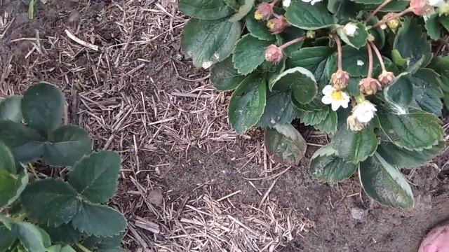 КЛУБНИКА ИЗ СЕМЯН. МОЙ ОПЫТ. СОРТА. смотреть онлайн