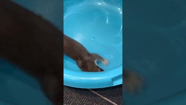 Home Stoat Misha Домашний Горностай Misha. Ласка Хорек Горностай.  Weasel Weasel Ermine.