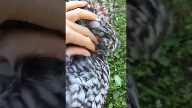 Ошейник для петуха. Мехеленская кукушка. смотреть онлайн