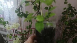 Бугенвиллия, зимнее цветение. Как добиться цветения бугенвиллии.