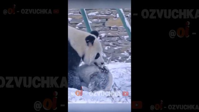 СМЕШНЫЕ ЖИВОТНЫЕ С ОЗВУЧКОЙ! 😂 ПОЛНЫЙ РЖАЧЬ СЕНТЯБРЬ №1 смотреть онлайн