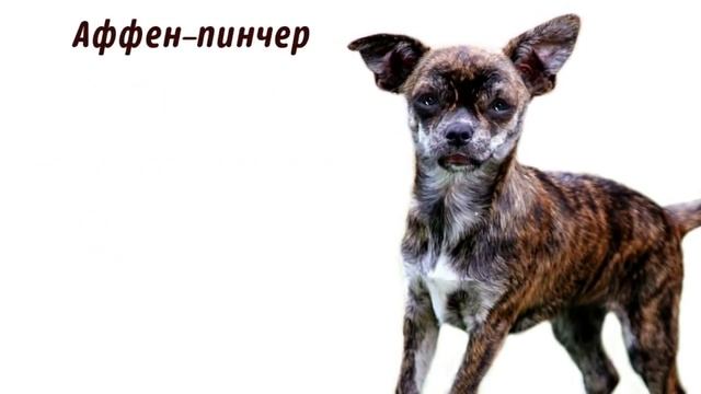 Маленькие собаки, породы смотреть онлайн