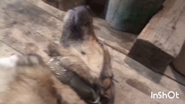 Пропала собака по кличке Банхар смотреть онлайн
