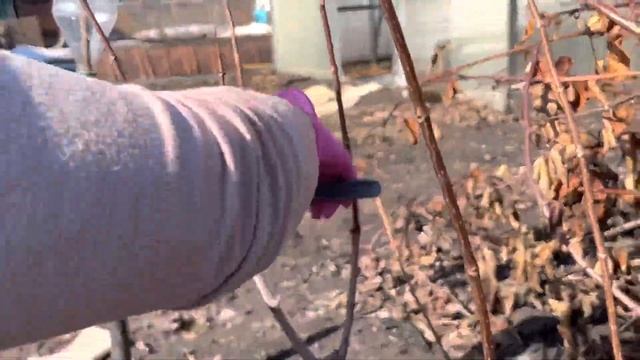 22.03.23 ✂️ Весенняя обрезка гортензии ФРАЙЗ МЕЛЬБА. смотреть онлайн