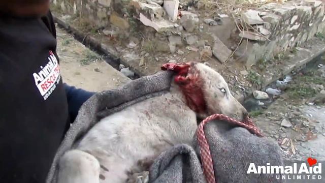 Screaming from pain, puppy rescued with torn ear. смотреть онлайн