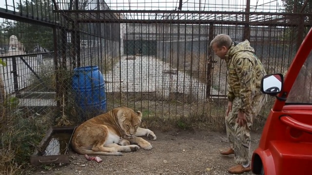 23-летняя львица родила малыша смотреть онлайн
