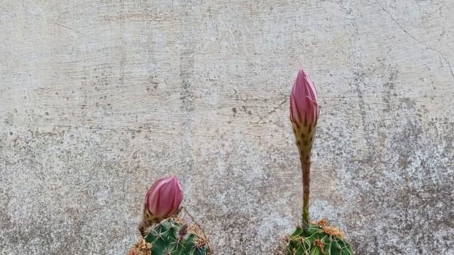 22-06-21 Echinopsis oxygona flowering timelapse HDR смотреть онлайн