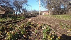 лёгкий мотоблок пашет большим плугом без утяжелителей и грунтозацепов.