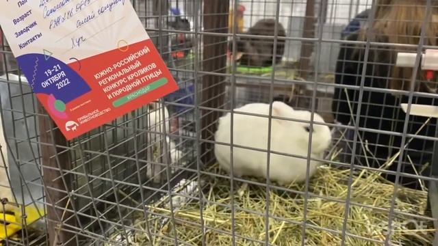 Выставка кур и кроликов в Краснодаре 2022 год#Выставка Прибыльное животноводство# смотреть онлайн