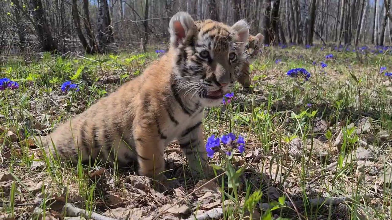 Тигрята в Новосибирских лесах !)