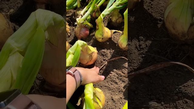 ЧТОБЫ ЛУК НЕ ГНИЛ, ДЕЛАЙ ТАК! смотреть онлайн