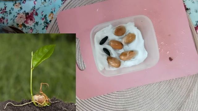 Как вырастить Джекфрукт из семечка смотреть онлайн