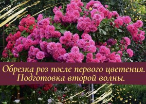 Обрезка роз после первого цветения. Подготовка второй волны.