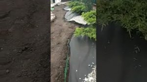 Засыпка клумбы мраморной крошкой