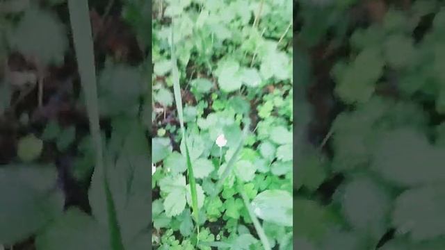 Унас цветет лесная земляника, ждем ягод. Утро, пробежка#зож #цветы #plant #дача #gardening #flower смотреть онлайн