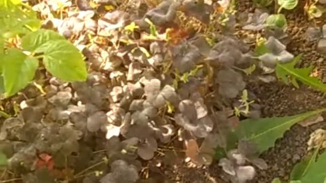 Землица Зелень и лопата и Перец красный... КРАСОТА : ))) смотреть онлайн