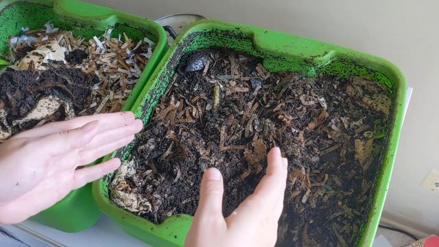 Hot Frog Living Composter Year 1 Day 31 - Splitting Tier 3 - Vermicomposting смотреть онлайн