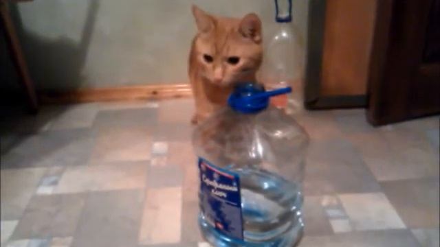 Кот Семён против бутылок смотреть онлайн