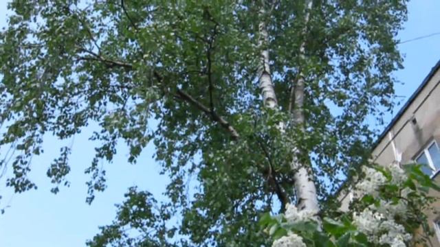 БЕРЁЗКА смотреть онлайн