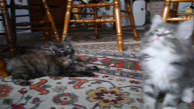 Норвежские лесные котята Барбара, Белла, Белинда, Беата и Базилио, fashionpeak.ru смотреть онлайн