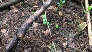 КАК ВЫРАСТИТЬ МНОГО ГРИБОВ СМОРЧКОВ НА СВОЁМ УЧАСТКЕ ИЛИ В ЛЕСУ - РЕЗУЛЬТАТ ОЧЕВИДЕН