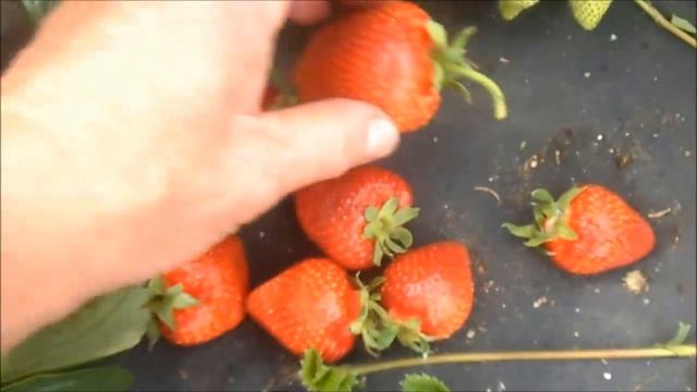 СИРИЯ - итальянский средне-ранний сорт. смотреть онлайн