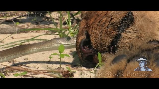 Black Mamba Bites Lion Stock Footage 01 смотреть онлайн