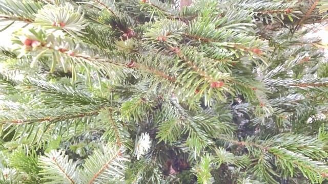 РОЖДЕСТВО В ЕВРОПЕ УКРАШАЮ ЕЛКУ К ПРАЗДНИКАМ #франция #жизньвофранции #рождество #рождественскаяелк смотреть онлайн