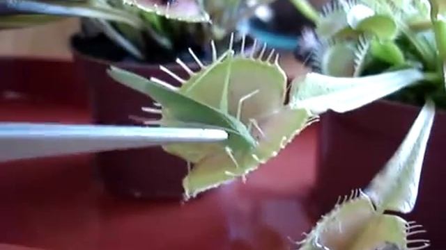 Кузнечик против Цветка хищника Дианеи смотреть онлайн